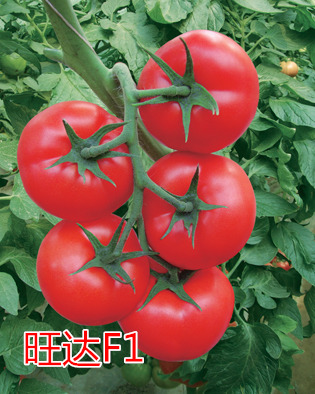 F1죩鿴ϸϢ